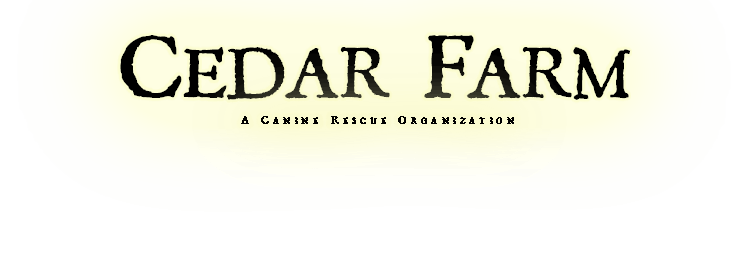 A Canine Rescue Organization
